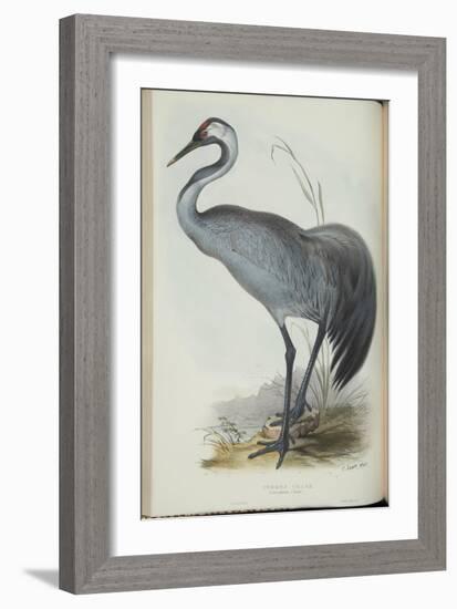 Common Crane, from 'The Birds of Europe' by John Gould, 1837 (Colour Litho)-Edward Lear-Framed Giclee Print