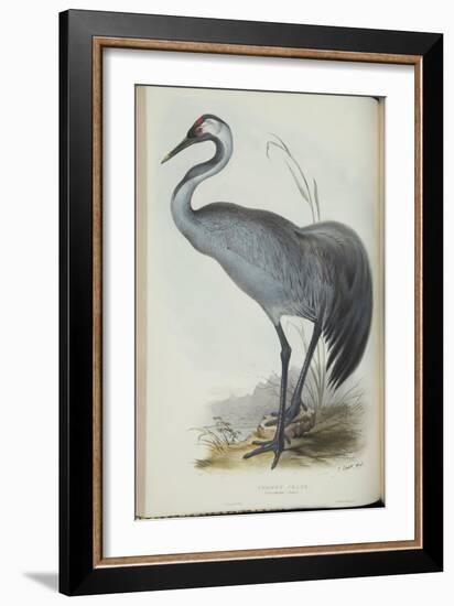 Common Crane, from 'The Birds of Europe' by John Gould, 1837 (Colour Litho)-Edward Lear-Framed Giclee Print