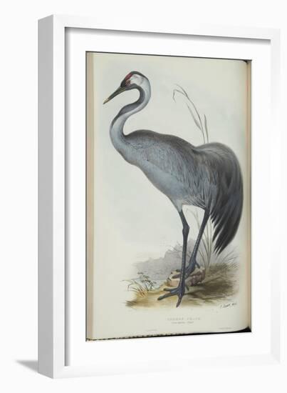 Common Crane, from 'The Birds of Europe' by John Gould, 1837 (Colour Litho)-Edward Lear-Framed Giclee Print