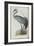 Common Crane, from 'The Birds of Europe' by John Gould, 1837 (Colour Litho)-Edward Lear-Framed Giclee Print