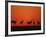 Common Crane Group Dancing Before Sunrise, Hornborga Lake, Sweden, Europe-Bernard Castelein-Framed Photographic Print
