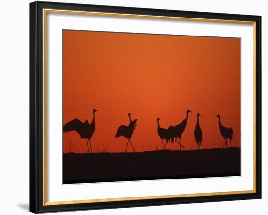 Common Crane Group Dancing Before Sunrise, Hornborga Lake, Sweden, Europe-Bernard Castelein-Framed Photographic Print