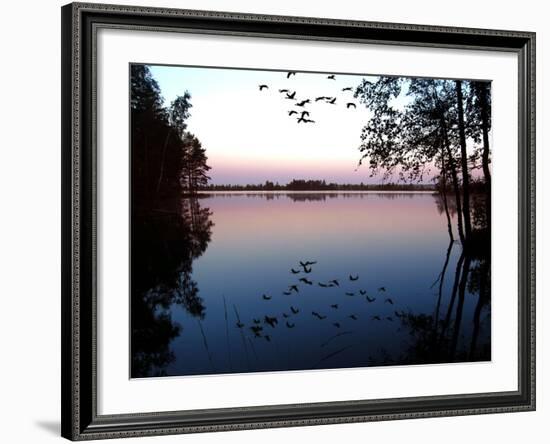 Common Crane in Flight over Lake at Sunrise-null-Framed Photographic Print