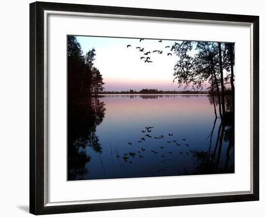 Common Crane in Flight over Lake at Sunrise-null-Framed Photographic Print