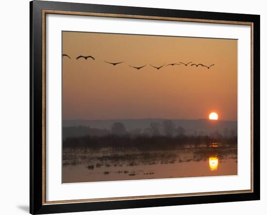 Common Cranes Flying in Formation at Sunrise, Hornborgasjon Lake, Sweden-Inaki Relanzon-Framed Photographic Print