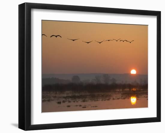 Common Cranes Flying in Formation at Sunrise, Hornborgasjon Lake, Sweden-Inaki Relanzon-Framed Photographic Print