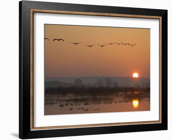 Common Cranes Flying in Formation at Sunrise, Hornborgasjon Lake, Sweden-Inaki Relanzon-Framed Photographic Print