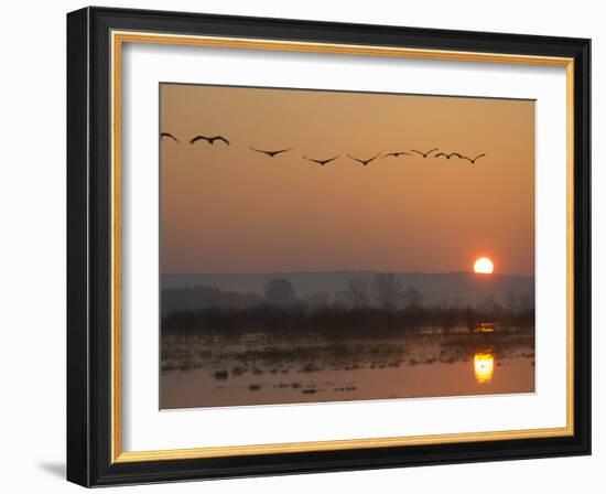 Common Cranes Flying in Formation at Sunrise, Hornborgasjon Lake, Sweden-Inaki Relanzon-Framed Photographic Print