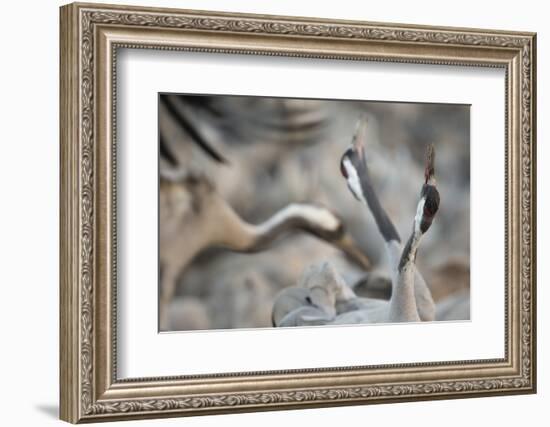 Common Cranes (Grus Grus) Displaying, Hula Valley, Northern Israel, January-Danny Green-Framed Photographic Print