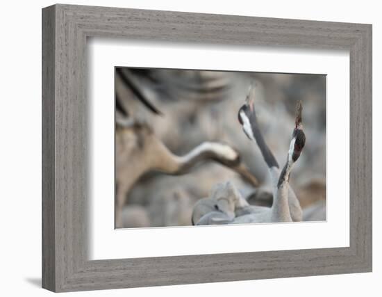 Common Cranes (Grus Grus) Displaying, Hula Valley, Northern Israel, January-Danny Green-Framed Photographic Print