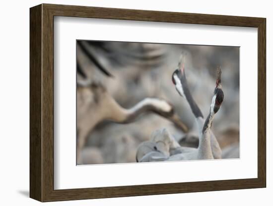 Common Cranes (Grus Grus) Displaying, Hula Valley, Northern Israel, January-Danny Green-Framed Photographic Print