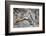 Common Cranes (Grus Grus) Displaying, Hula Valley, Northern Israel, January-Danny Green-Framed Photographic Print