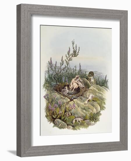 Common Cuckoo (1804-1881)-John Gould-Framed Giclee Print