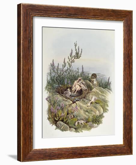 Common Cuckoo (1804-1881)-John Gould-Framed Giclee Print