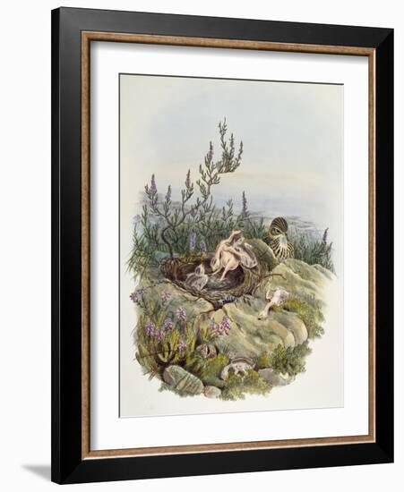 Common Cuckoo (1804-1881)-John Gould-Framed Giclee Print