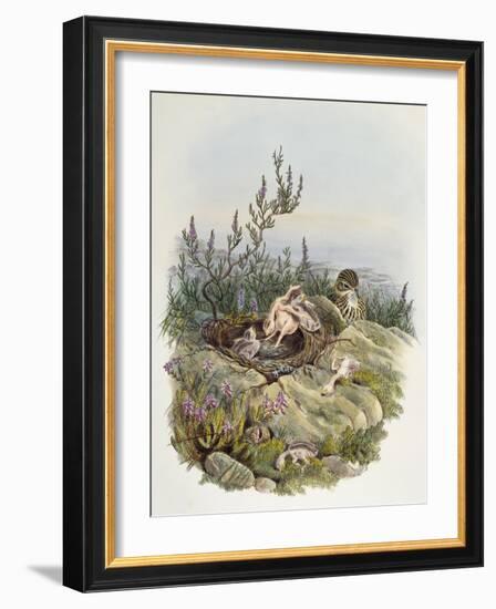 Common Cuckoo (1804-1881)-John Gould-Framed Giclee Print