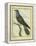 Common Cuckoo-Georges-Louis Buffon-Framed Premier Image Canvas