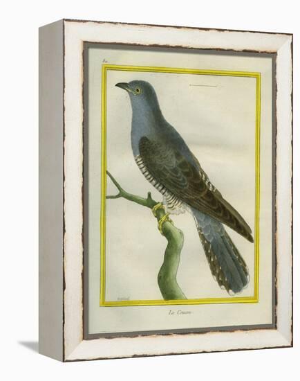 Common Cuckoo-Georges-Louis Buffon-Framed Premier Image Canvas