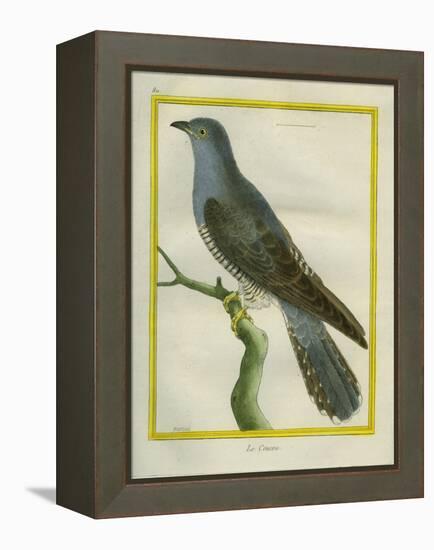 Common Cuckoo-Georges-Louis Buffon-Framed Premier Image Canvas