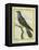 Common Cuckoo-Georges-Louis Buffon-Framed Premier Image Canvas