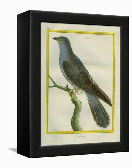 Common Cuckoo-Georges-Louis Buffon-Framed Premier Image Canvas