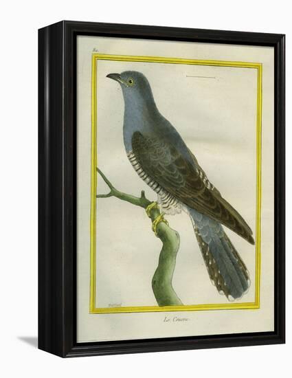 Common Cuckoo-Georges-Louis Buffon-Framed Premier Image Canvas