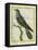 Common Cuckoo-Georges-Louis Buffon-Framed Premier Image Canvas