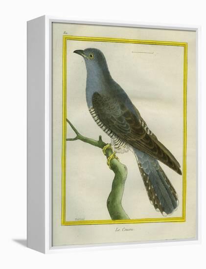 Common Cuckoo-Georges-Louis Buffon-Framed Premier Image Canvas