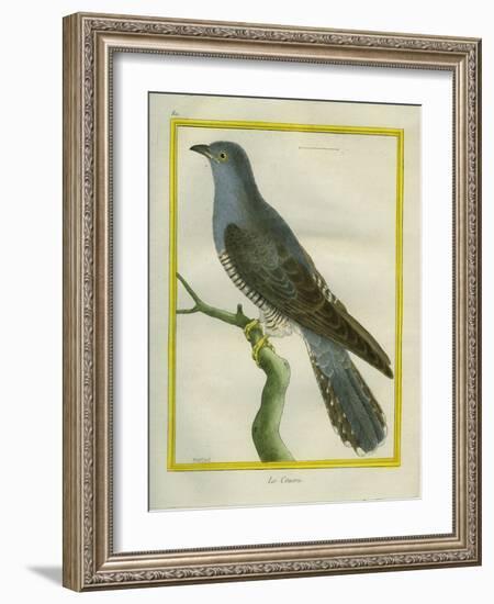 Common Cuckoo-Georges-Louis Buffon-Framed Giclee Print