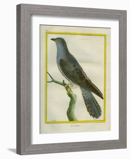 Common Cuckoo-Georges-Louis Buffon-Framed Giclee Print