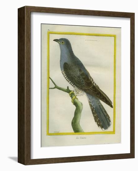 Common Cuckoo-Georges-Louis Buffon-Framed Giclee Print