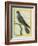 Common Cuckoo-Georges-Louis Buffon-Framed Giclee Print