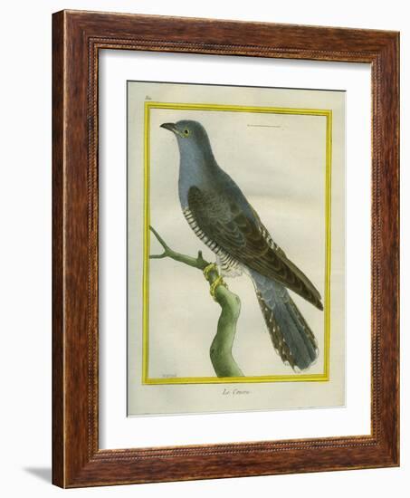 Common Cuckoo-Georges-Louis Buffon-Framed Giclee Print