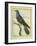 Common Cuckoo-Georges-Louis Buffon-Framed Giclee Print