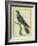 Common Cuckoo-Georges-Louis Buffon-Framed Giclee Print