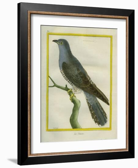 Common Cuckoo-Georges-Louis Buffon-Framed Giclee Print