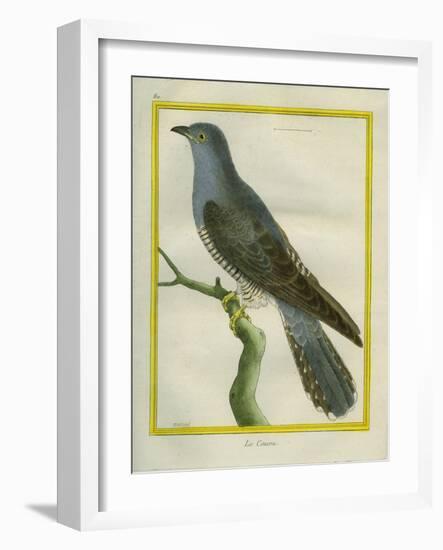 Common Cuckoo-Georges-Louis Buffon-Framed Giclee Print