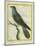 Common Cuckoo-Georges-Louis Buffon-Mounted Giclee Print