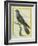 Common Cuckoo-Georges-Louis Buffon-Framed Giclee Print