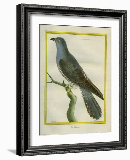 Common Cuckoo-Georges-Louis Buffon-Framed Giclee Print