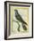 Common Cuckoo-Georges-Louis Buffon-Framed Giclee Print