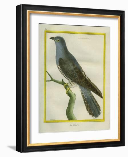 Common Cuckoo-Georges-Louis Buffon-Framed Giclee Print