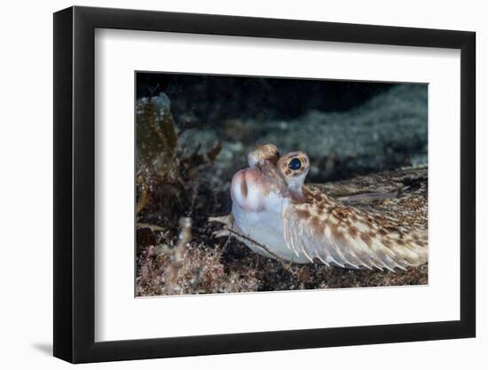 Common dab portrait, Norway-Franco Banfi-Framed Photographic Print