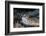 Common dab portrait, Norway-Franco Banfi-Framed Photographic Print