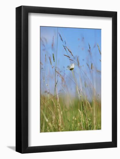 common daisy, Leucanthemum vulgare, blossom,-David & Micha Sheldon-Framed Photographic Print
