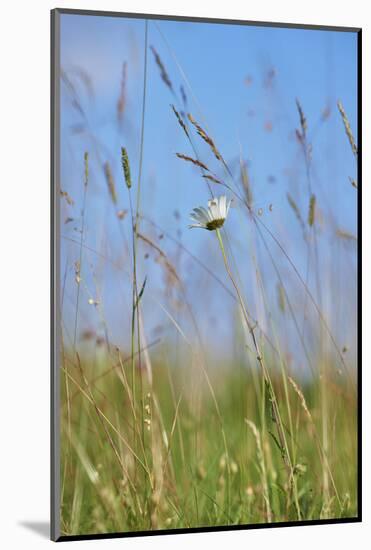 common daisy, Leucanthemum vulgare, blossom,-David & Micha Sheldon-Mounted Photographic Print