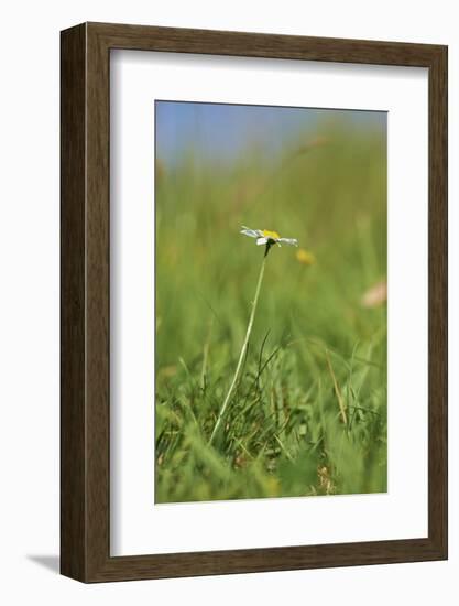 common daisy, Leucanthemum vulgare, blossom,-David & Micha Sheldon-Framed Photographic Print