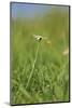 common daisy, Leucanthemum vulgare, blossom,-David & Micha Sheldon-Mounted Photographic Print