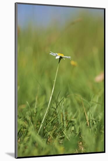 common daisy, Leucanthemum vulgare, blossom,-David & Micha Sheldon-Mounted Photographic Print