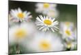 Premium Photographic Print